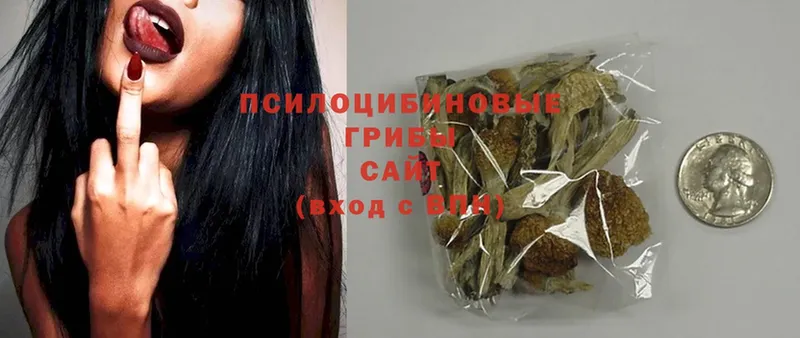 Галлюциногенные грибы Psilocybe  купить   Высоковск 